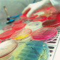 Visualizza gli esami del settore Microbiologia